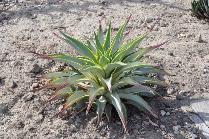 Agave 'Joe Hoak'