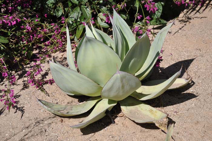 Agave 'San Ysidro'