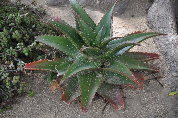 Aloe 'Cynthia Giddy'