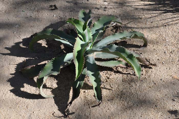 Aloe elgonica