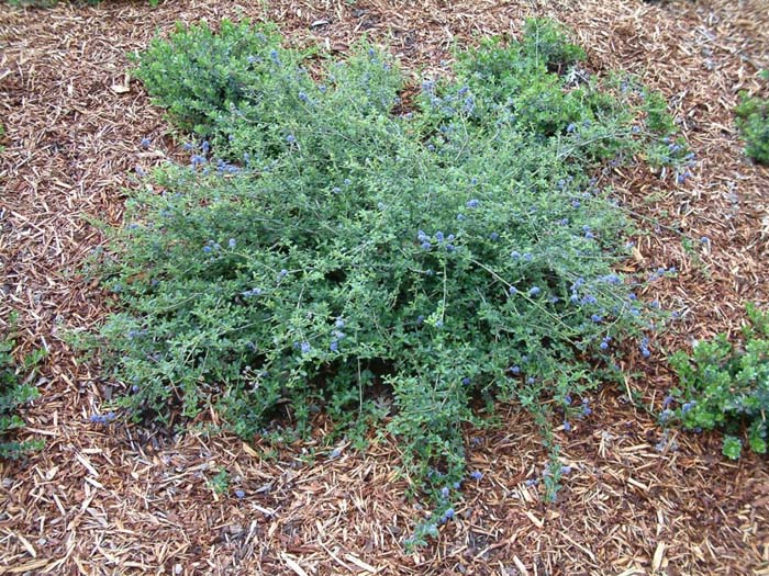 Ceanothus 'Centennial'