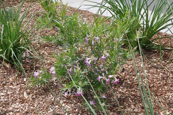 Plant photo of: Chilopsis linearis 'Monhews'