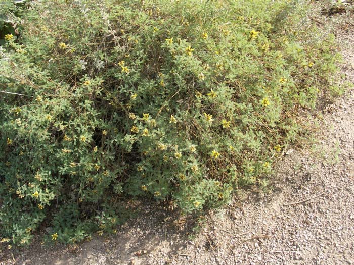 Plant photo of: Dalea capitata 'Sierra Gold'