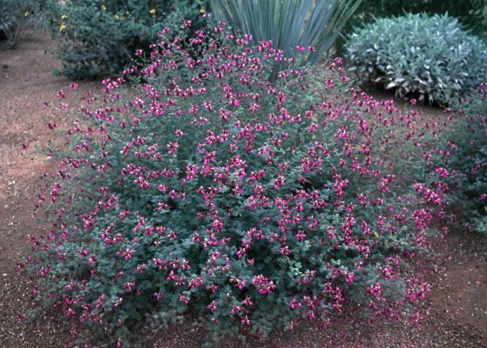 Dalea frutescens 'Sierra Negra'