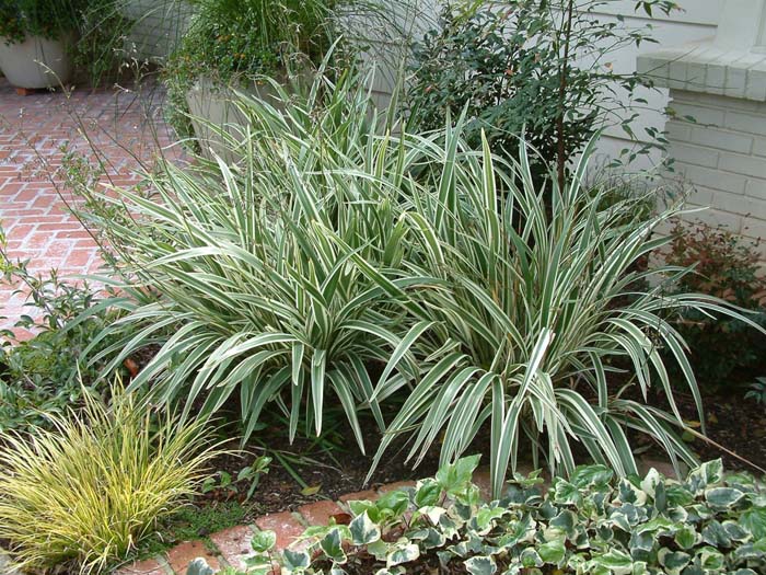 Dianella tasmanica 'Silver Streak'