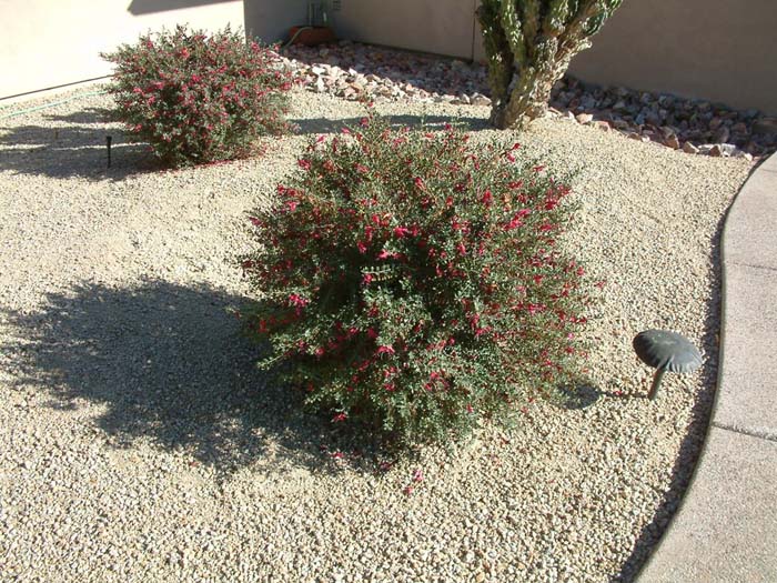 Plant photo of: Eremophila maculata 'Valentine'