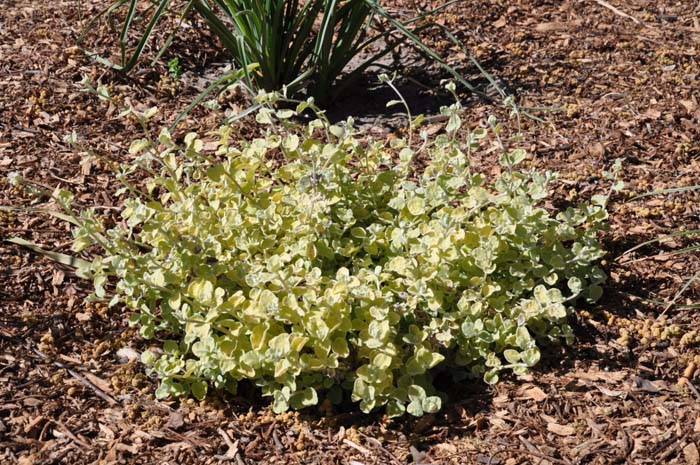 Helichrysum petiolare 'Limelight'