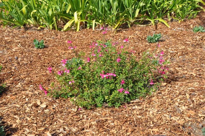 Plant photo of: Salvia microphylla 'Berzerkeley'