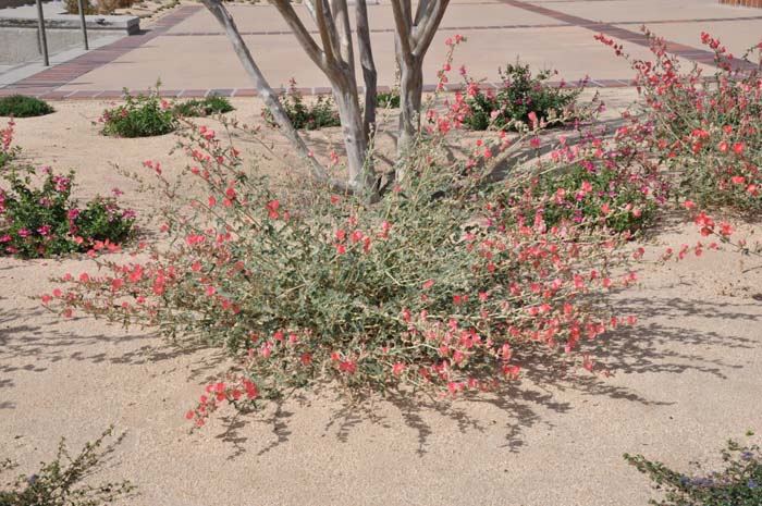 Plant photo of: Sphaeralcea ambigua 'Louis Hamilton'