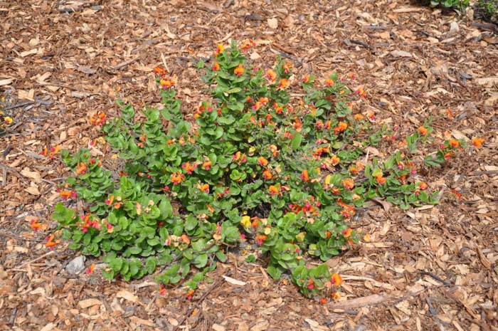 Plant photo of: Chorizema 'Bush Flame'