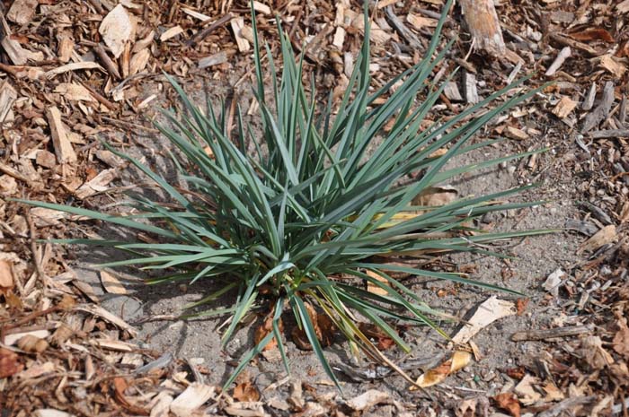 Dianella revoluta 'DTN03'