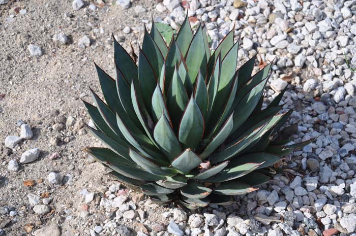 Agave 'Blue Glow'