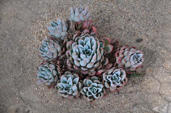 Echeveria 'Purple Queen'