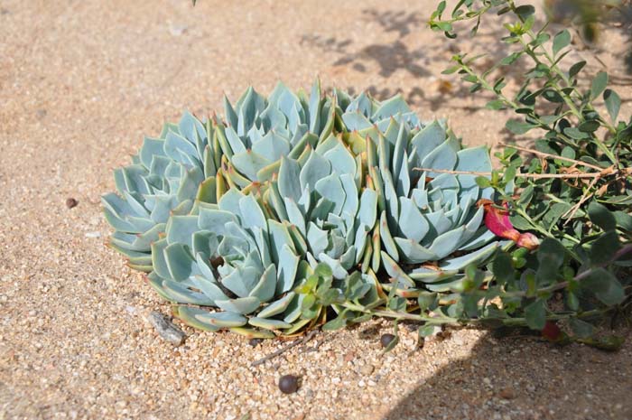 Echeveria lilacina