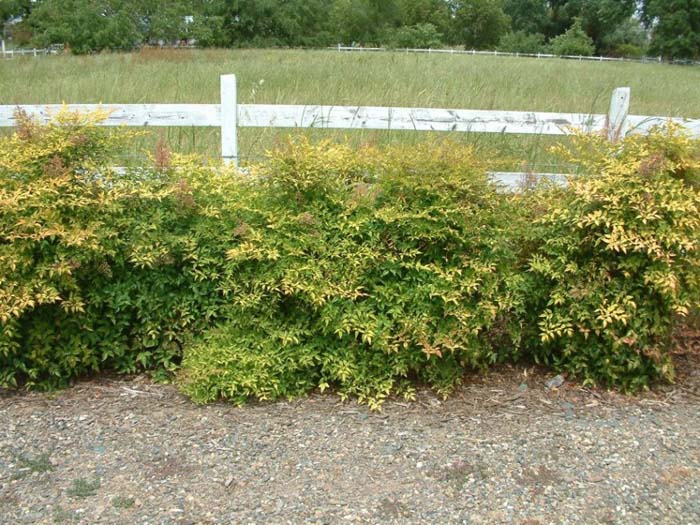 Nandina domestica 'Compacta'