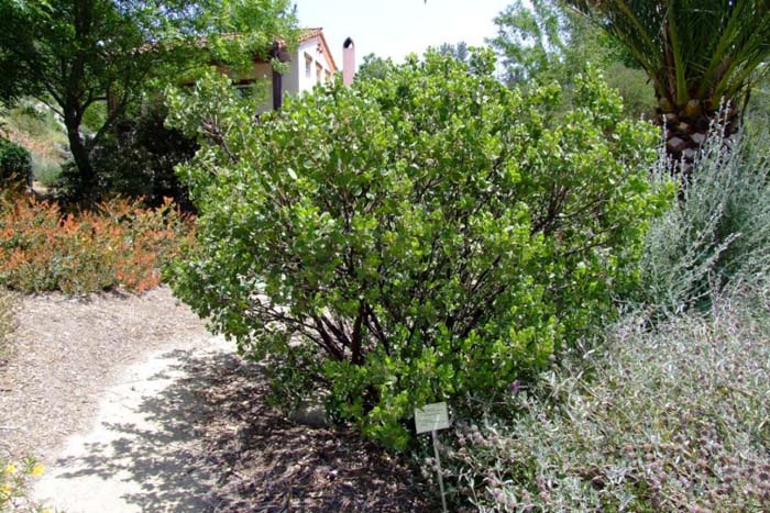 Plant photo of: Arctostaphylos manzanita 'Dr. Hurd'