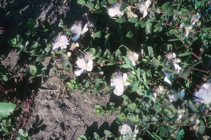 Capparis spinosa