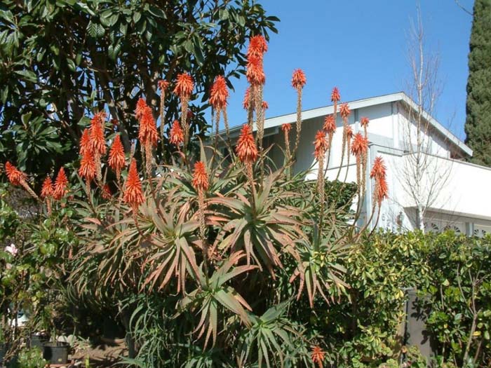 Aloe arborescens