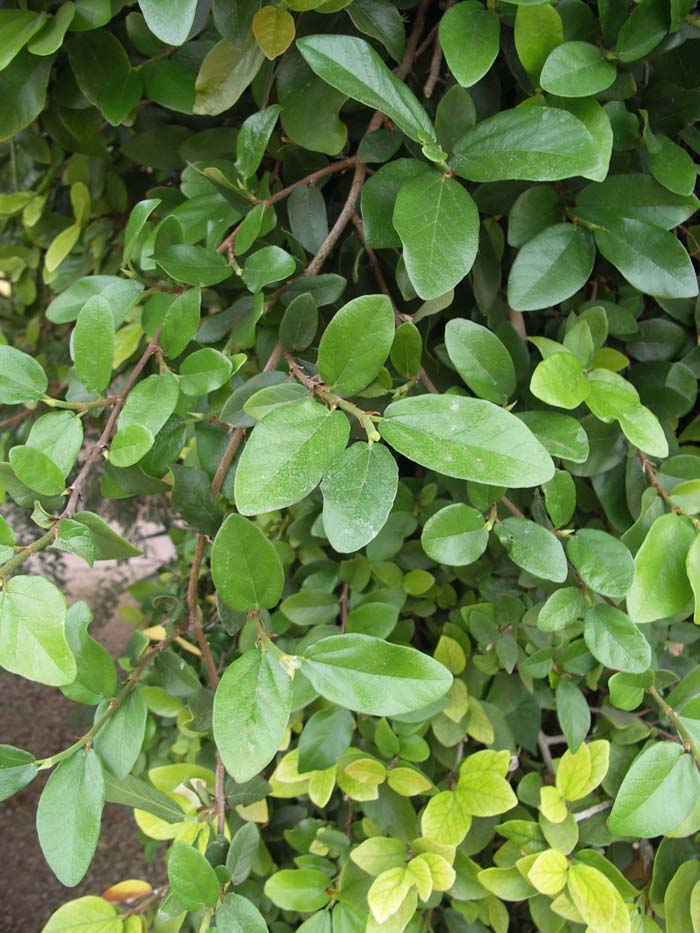 Ficus pumila