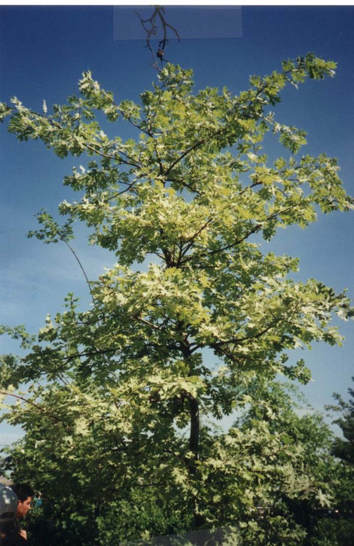 Quercus kelloggii