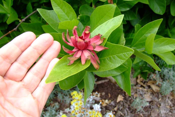 Calycanthus occidentalis