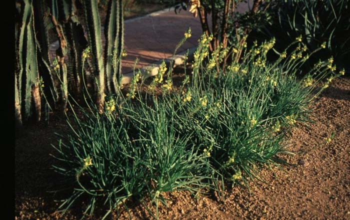 Plant photo of: Bulbine frutescens