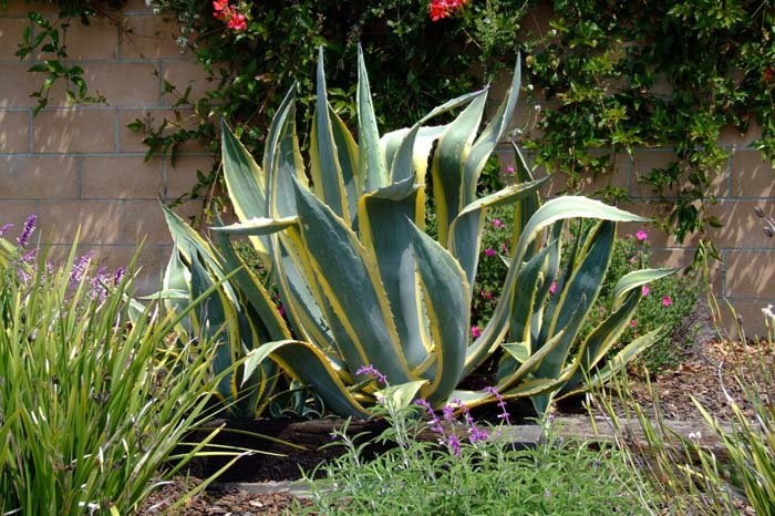 Agave americana 'Variegata'