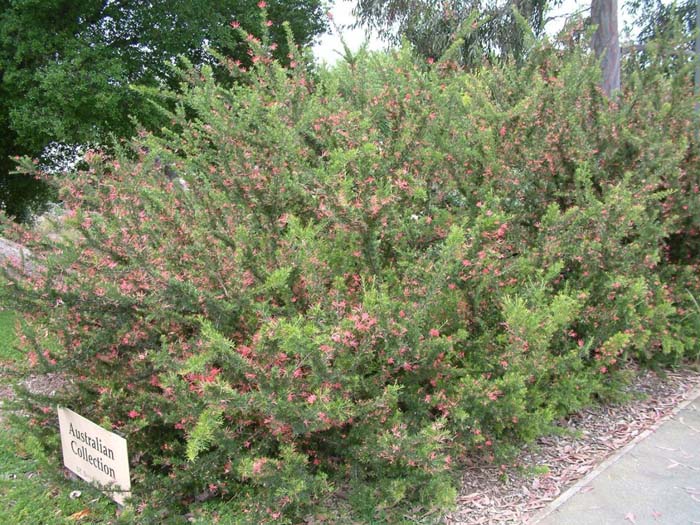 Plant photo of: Grevillea 'Noellii'