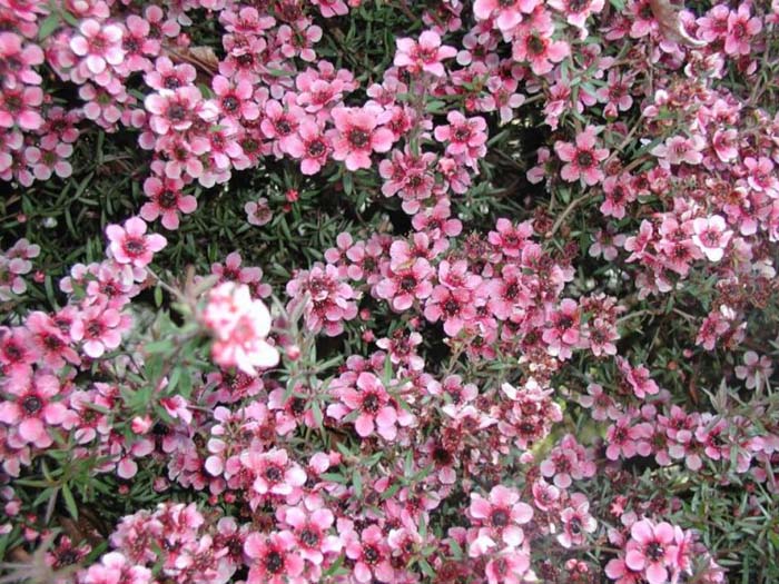 Leptospermum scoparium 'Gaiety Girl'