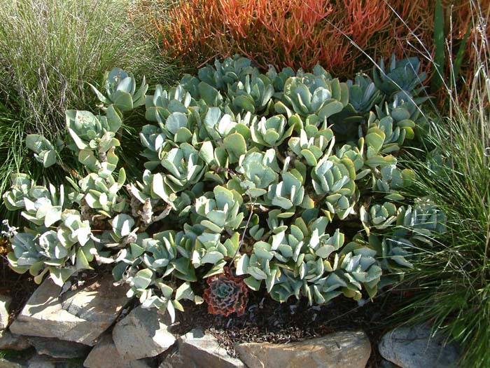 Crassula arborescens