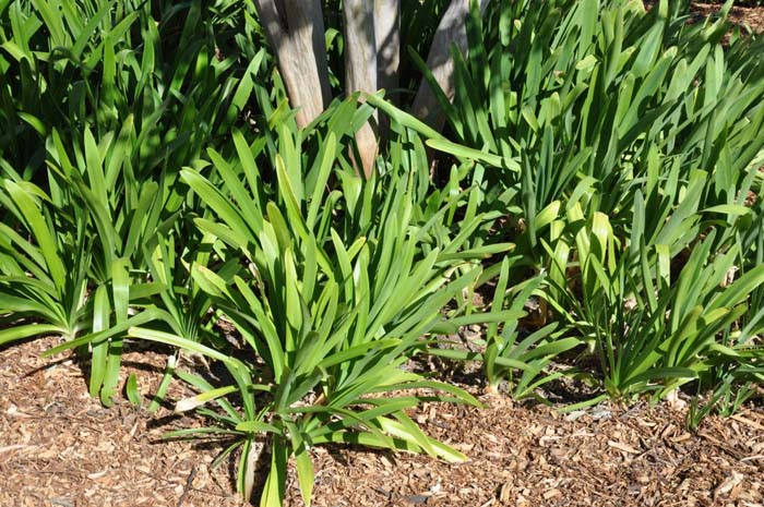 Plant photo of: Agapanthus 'Peter Pan'