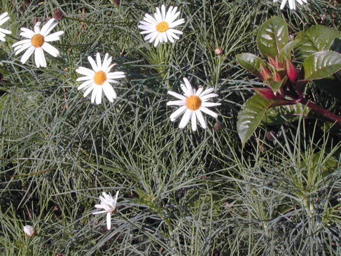 Coreopsis verticillata 'Moonbeam'