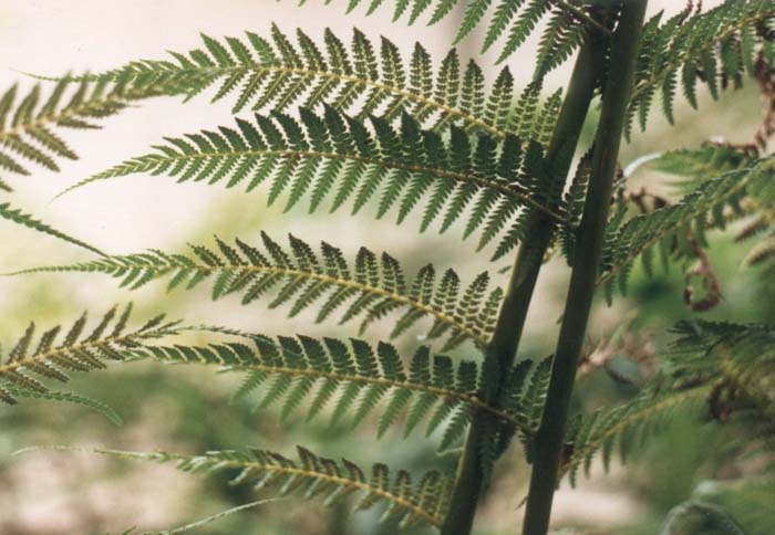 Cyathea cooperi