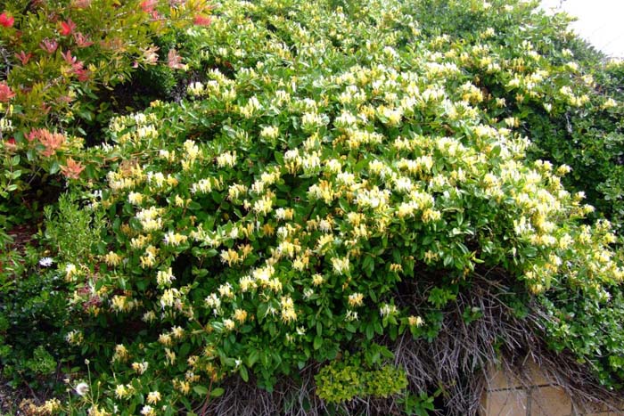 Lonicera japonica 'Halliana'