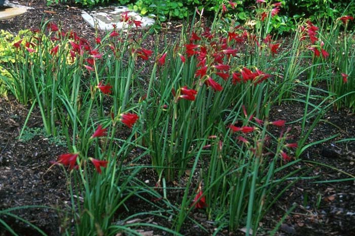 Alstroemeria psittacina