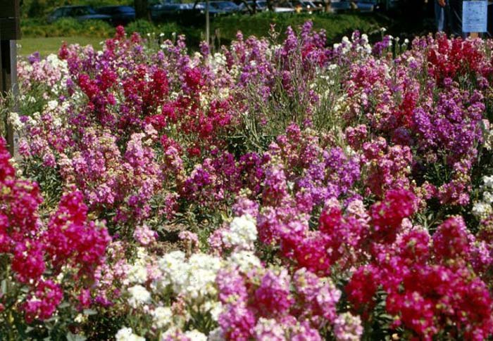 Matthiola incana