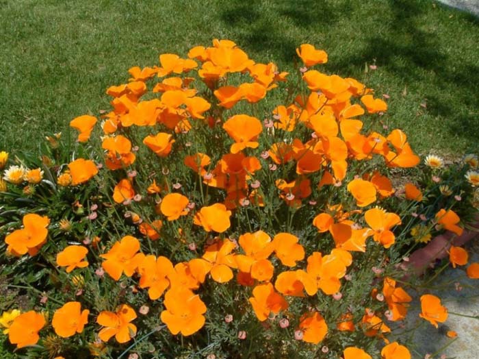 Eschscholzia californica