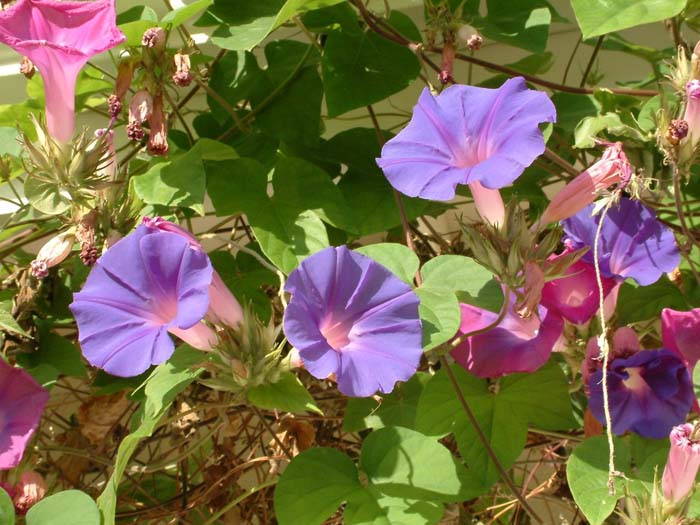 Ipomoea tricolor