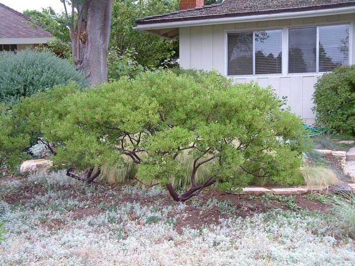 Arctostaphylos densiflora 'Howard McMinn