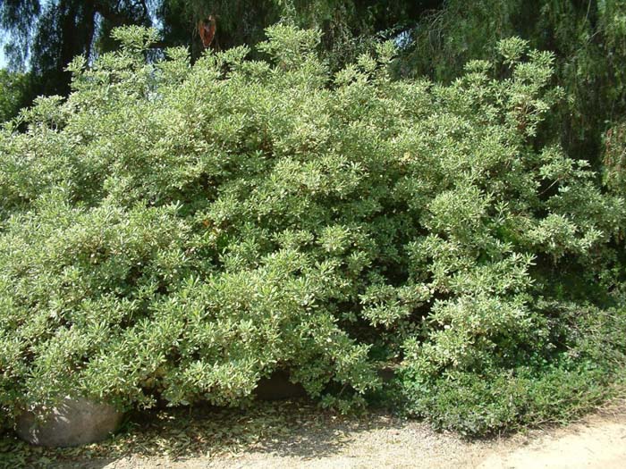 Pittosporum tobira 'Variegata'