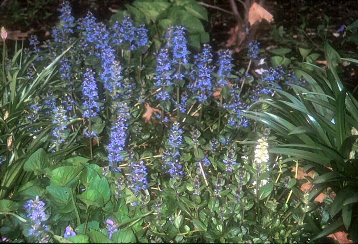 Plant photo of: Ajuga reptans