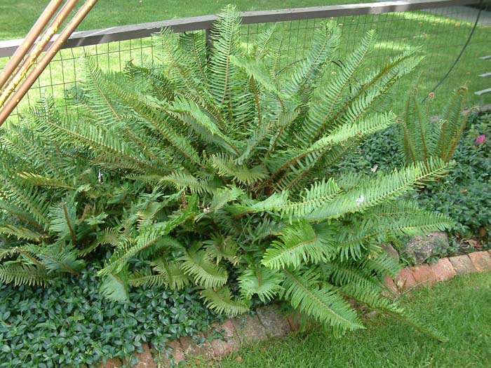 Polystichum munitum