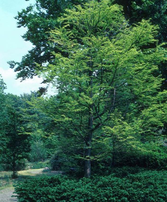 Plant photo of: Taxodium distichum