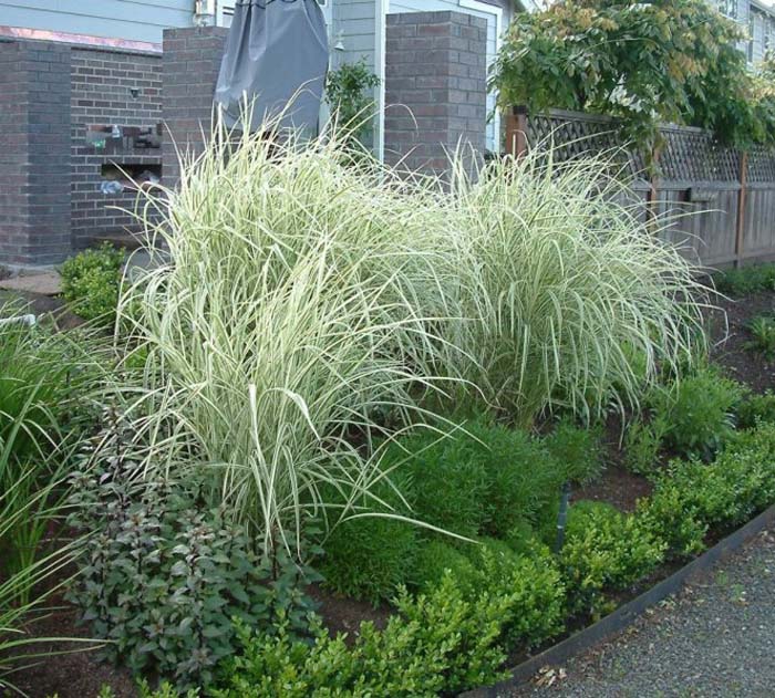 Miscanthus sinensis 'Variegatus'