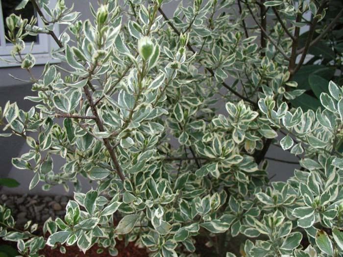 Rhamnus alaternus variegata