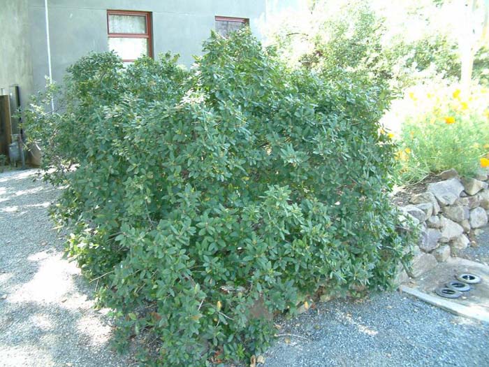 Plant photo of: Rhamnus californica