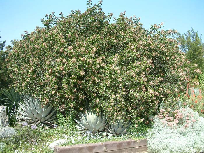 Rhus ovata