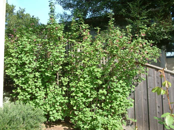 Red Flowering Currant