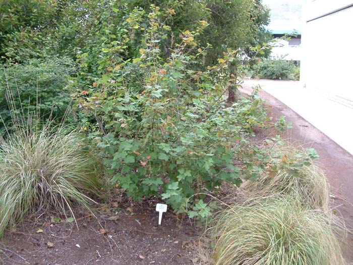 Ribes speciosum