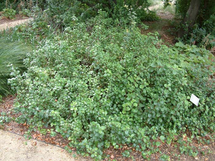 Evergreen Currant